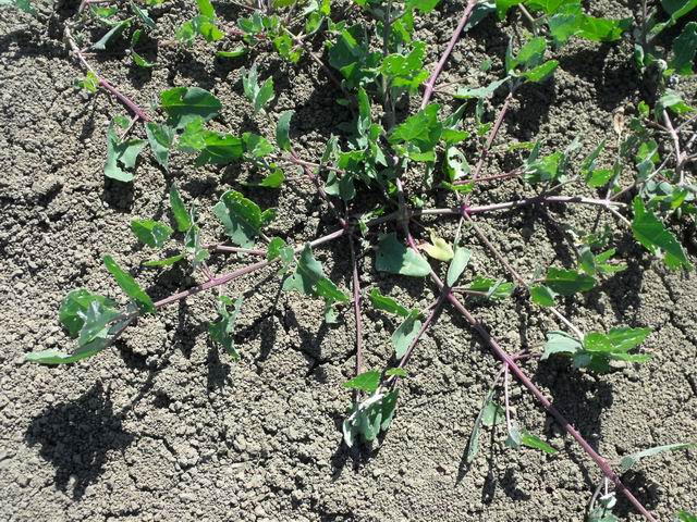 Chenopodium sp.